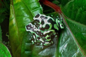 Green and black poison dart frog16461015440_7dab815173_k