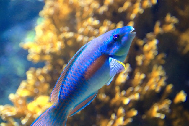 Striped Parrottfish19431680162_8165aba44c_k