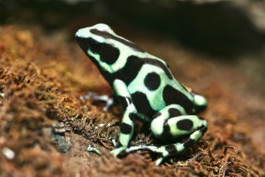 Green & Black Poison Dart Frog Dendrobates auratus (Dendrobatidae)&nbsp;2