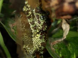 Vietnamese Mossy Frog Theloderma corticale (Rhacophoridae)