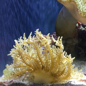 Hell fire anemone31862717602_e9e55aaff4_o