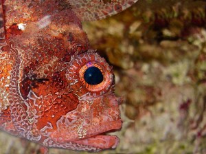 6287825773_71207d7831_b