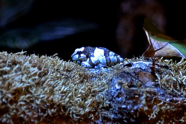 8353978767_29b24b4235_b