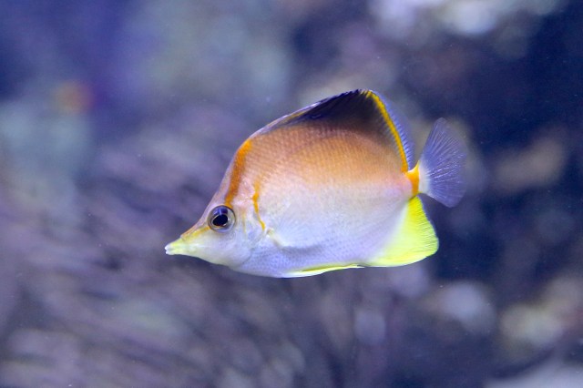 Caribbean Longnose Butterflyfish 8374253723_e84e62082c_o