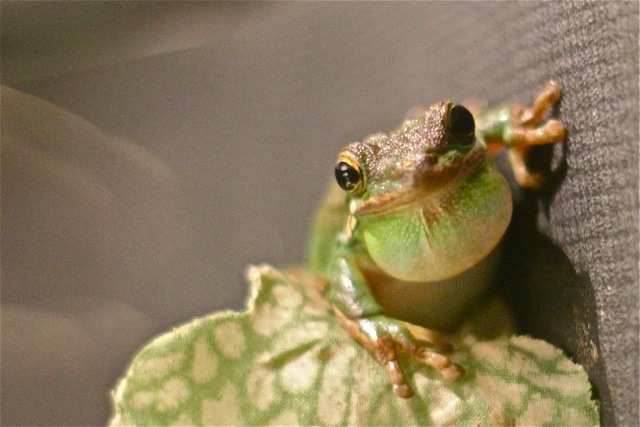 Green Treefrog  8593645003_ef71a3137d_o