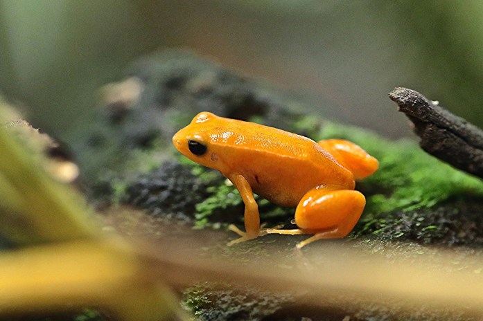 Golden Mantella Frog9130971576_83b4631fe8_k
