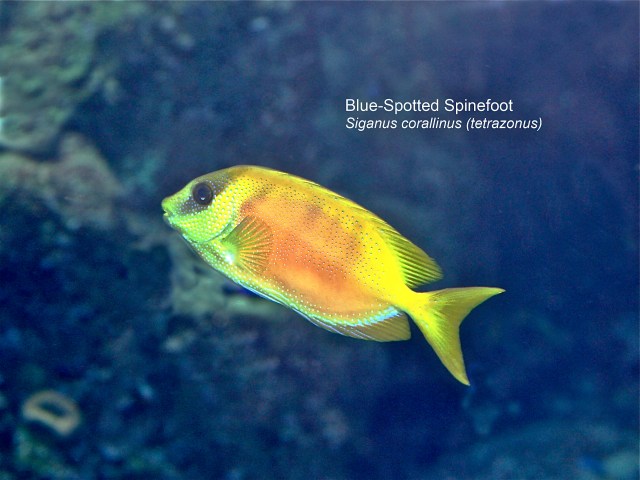Blue-Spotted Spinefoot Siganus corallinus (tetrazonus)