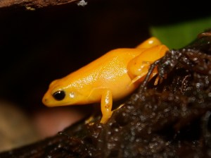GOLDEN MANTELLA TREE FROG&nbsp;68