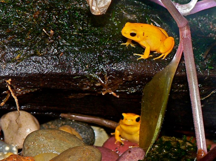 GOLDEN MANTELLA TREE FROG P1060198