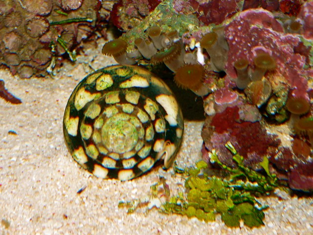Marble Cone Snail  Conus marmoreus (Conidae)