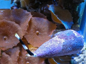 Marble Cone Snail&nbsp;IMG_8764