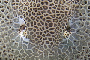 Himantura uarnak 18366435141_1e263bfff2_k