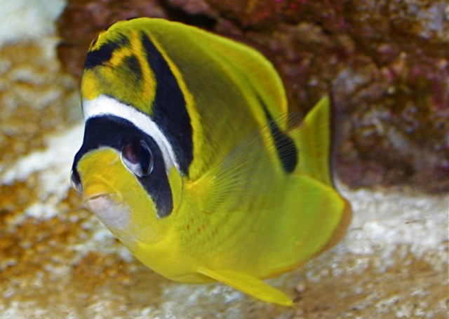 2870252479_2fcdbb9d1f_o