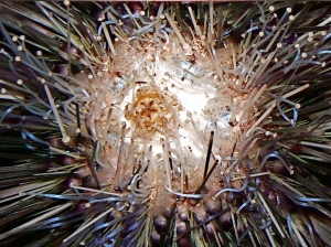 Long-spined Sea Urchin  2985491545_3eef5bdec7_o
