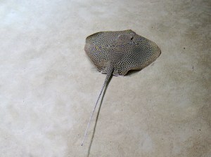 Honeycomb Stingray 3300565561_c2b08f97ab_b
