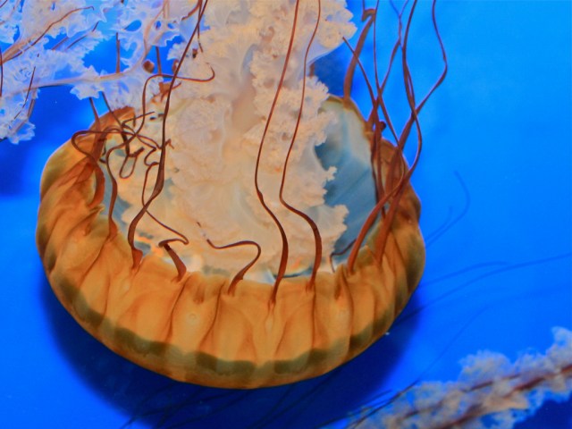 4798725394_c1fc6938ab_b