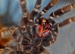 Salmon-pink Bird Eating Tarantula  6962229601_2e288eea4a_b
