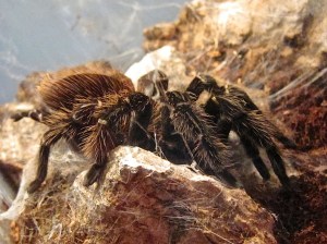 Salmon-pink Bird Eating Tarantula  8274421702_51193cf844_b