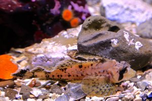 Sailfin Sculpin14972884586_258b21dea7_h