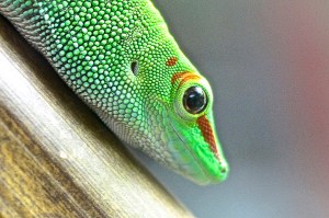 15639828877_f1c7063e96_h