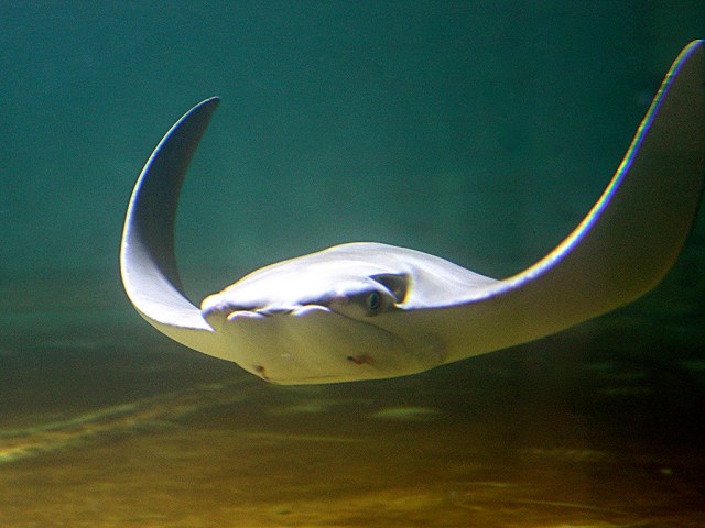 Rhinoptera javanica2981790284_a7f88eab35_b