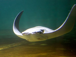 Rhinoptera javanica2981790284_a7f88eab35_b