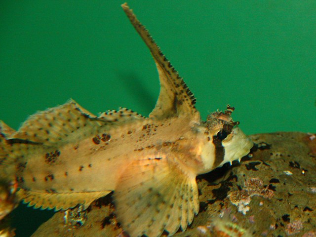Sailfin Sculpin
