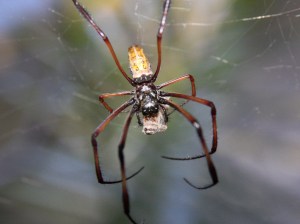 3707840635_437d069402_b