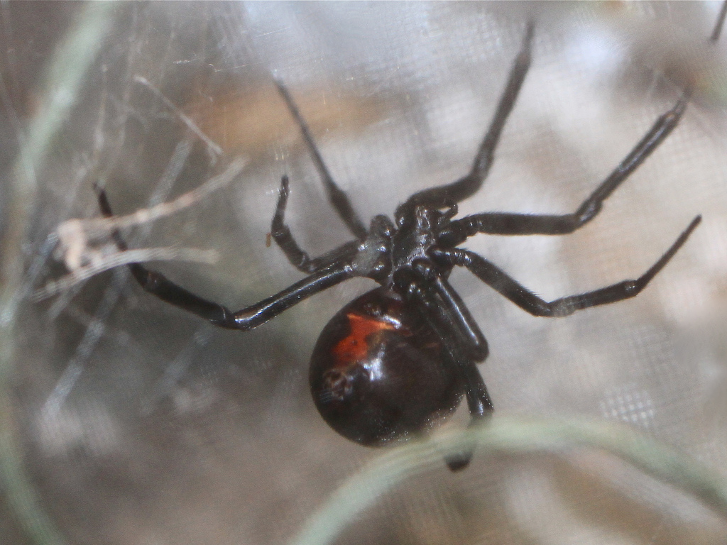 3-21-13 Black Widow Spider from Ron's Arthropod Series | Ron's
