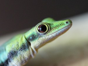 Phelsuma klemmeri 4813861605_40e1c52a37_b