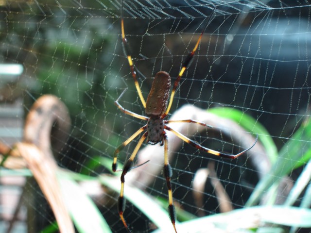 Golden Orb Weaver