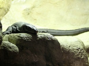Water Monitor