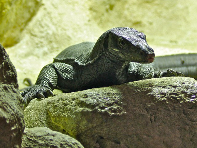 Water Monitor