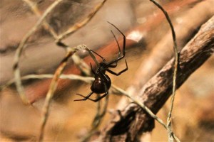 Black Widow Spider