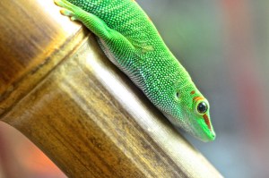 Madagascar Giant Day&nbsp;Gecko