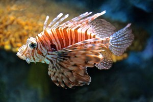Red Lionfish  8512498521_e37450498e_b