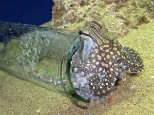 Larger Pacific Striped Octopus  8584026008_f1f86341db_o