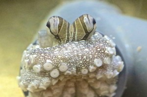 Larger Pacific Striped Octopus  9830791415_f30b68b649_k-1