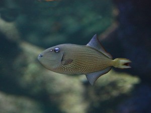 Gilded Triggerfish (female) Xanthichthys auromarginatus&nbsp;_2