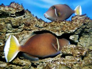 HALFMOON TRIGGERFISH