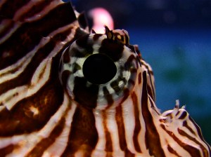 Red Lionfish IMG_0299