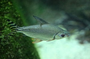 Flagtail Prochilodus IMG_6602