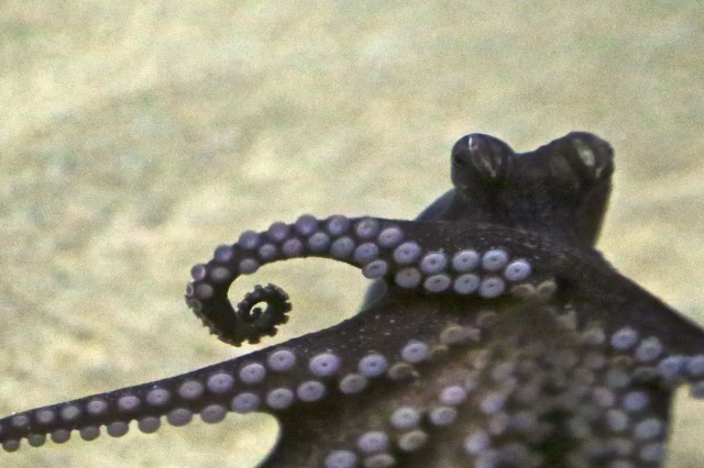 Larger Pacific Striped Octopus IMG_6898