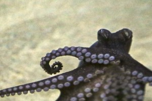 Larger Pacific Striped Octopus&nbsp;IMG_6898