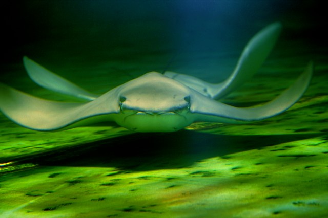 JAVANESE COWNOSE RAY (Rhinoptera javanica) IMG_1769