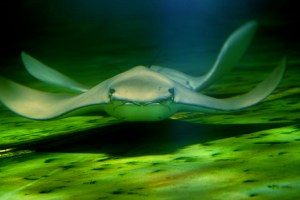 JAVANESE COWNOSE RAY (Rhinoptera javanica)&nbsp;IMG_1769