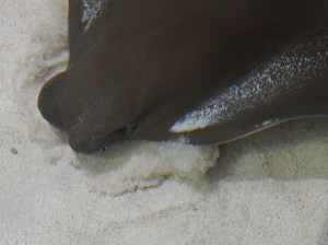 Javanese Cownose Ray Rhinoptera javanica (Myliobatidae) eating&nbsp;IMG_0015