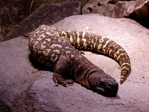 Mexican Beaded Lizard&nbsp;IMG_0335