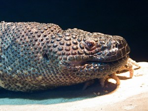 Mexican Beaded Lizard&nbsp;IMG_1679
