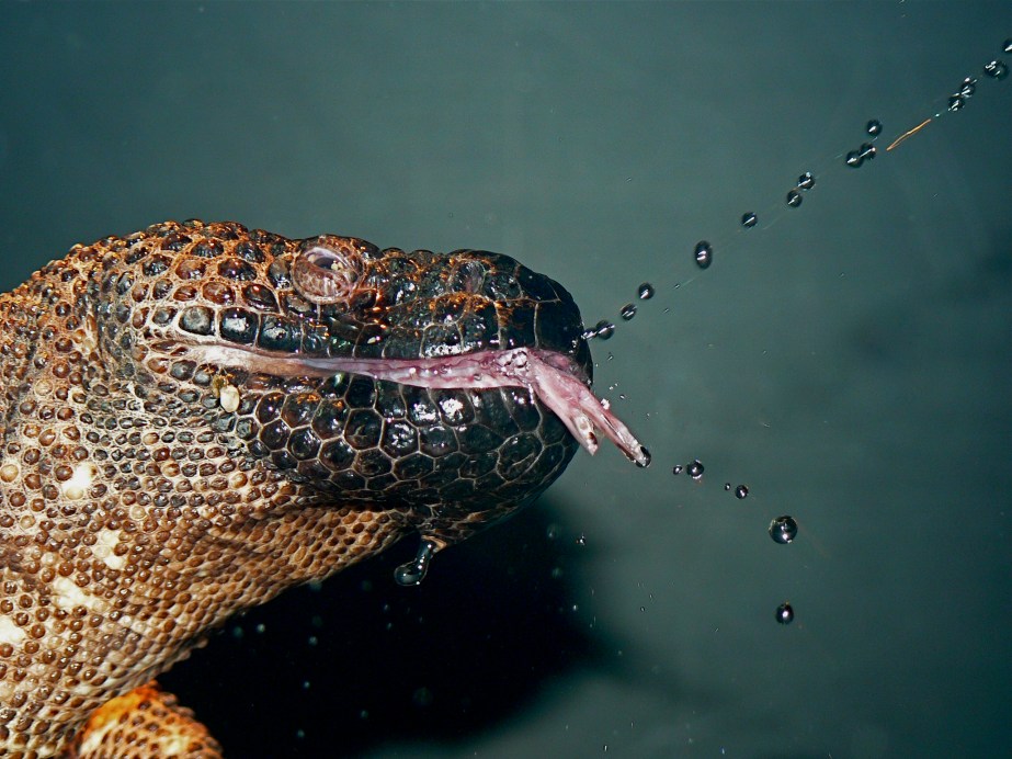 Mexican Beaded Lizard P1050903